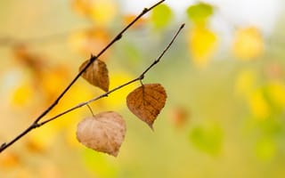 Картинка осень, желтый, деревья, листья