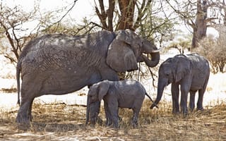 Обои природа, слоны, Африка