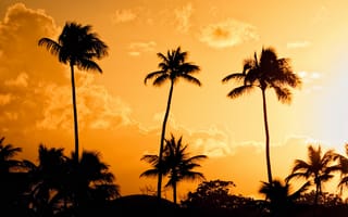 Картинка пальмы, пуэрто рико, свет, закат, palms, sunset, puerto rico, оранжевый, желтый, вечер