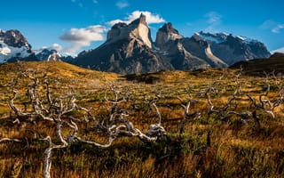 Картинка пейзаж, Torres del Paine, Cuernos and Trees