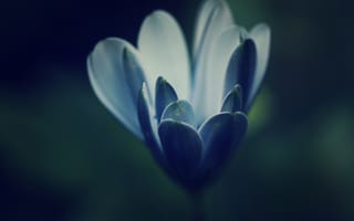 Картинка цветок, лепестки, голубой, синий