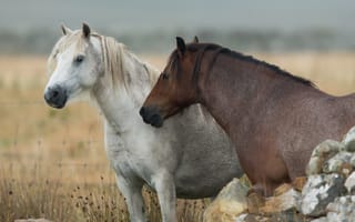 Обои природа, кони