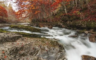 Картинка река, лес, деревья, природа, осень