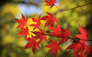 Картинка клен, осень, макро, листья, ветка