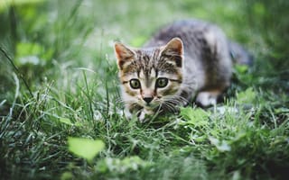 Картинка котёнок, трава, зелень