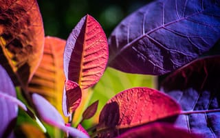 Картинка цвет, осень, макро, растение, листья