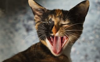 Картинка трёхцветная, кошка, зивает, язык