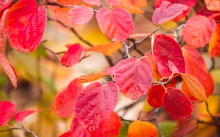 Картинка багрянец, макро, осень, ветка, листья