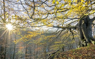 Картинка природа, деревья, осень