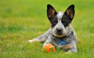 Картинка Австралийская пастушья собака, игрушка, австралийский хилер, щенок