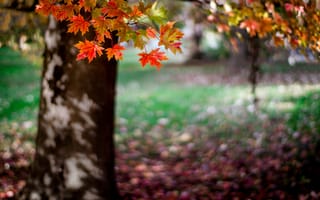 Картинка природа, осень, деревья
