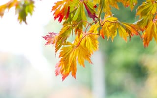 Картинка ветка, осень, листья
