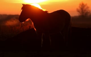 Картинка конь, природа, ночь