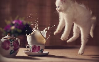 Картинка kitty, cat, котенок, цветы, молоко, испуг, cute, кружка, surprise