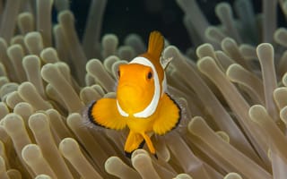 Картинка fish, sea anemone, clownfish