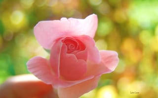 Картинка цветок, рука, нежная, роза, макро, розовая