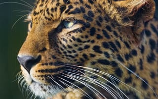 Картинка леопард, хищник, морда, взгляд, leopard
