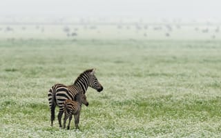 Картинка природа, зебры