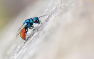 Картинка macro, insect, fly