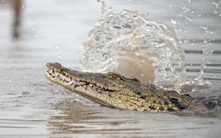 Картинка вода, крокодил, природа