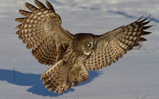 Картинка сова, перья, Бородатая неясыть, снег, зима, крылья