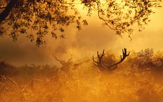Обои осень, nature, Emi, deer, природа, animal, red, лес, forest, stag, олень, утро, золото, wild