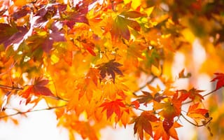 Картинка японский клен, листья, осень