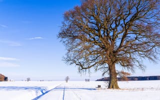Картинка скамья, дерево, снег, дорога, зима, небо, природа