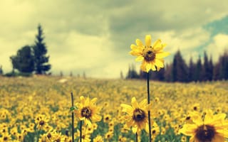 Картинка цветы, желтые, поле