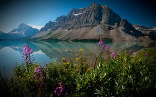 Картинка Bow Lake, цветы, Alberta, Канадские Скалистые горы, Crowfoot Mountain, озеро Боу, Банф, Banff National Park, Canada, Альберта, Канада