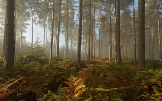 Картинка forest, autumn, fall, september