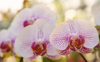 Картинка орхидеи, белые, цветы, фаленопсис