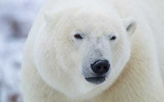 Картинка морда, полярный, белый медведь