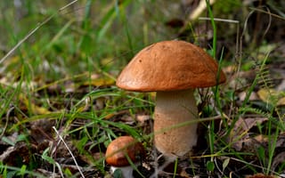 Картинка подосиновик, грибы, природа