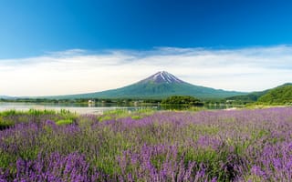 Картинка Фудзияма, гора, луг, лаванда, озеро