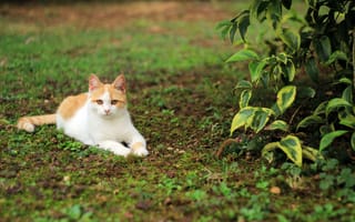 Картинка кот, трава, отдых, кошка