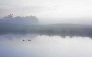 Картинка утро, туман, озеро, утки, пруд, облака, вода, небо, деревья, водоем