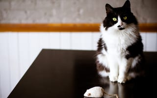 Картинка кот, мышка, мышь, кошка, игрушка, черно-белая, стол