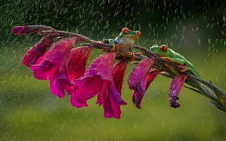 Картинка зеленые, лягушки, лапки, colourfull, разноцветные, beauty, цветок, flower, красные глаза, frog, оранжевые, rain, древесные, orange, дождь, friendsheep, red eyes, дружба