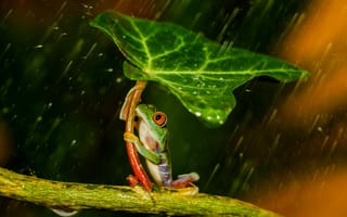 Картинка зеленая, дождь, red eyes, colourfull, friendsheep, древесная, лягушка, orange, разноцветная, leave, лист, лапки, под зонтом, umbrella, оранжевые глаза, зонт, rain, beauty, держаться, frog
