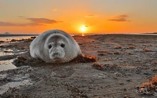 Картинка море, закат, Grey Seal
