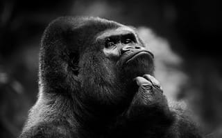 Картинка горилла, обезьяна, самец