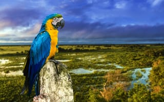 Картинка Сине-жёлтый ара, птица, ветка, попугай