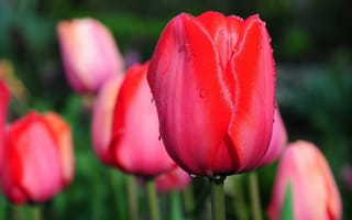 Картинка тюльпан, весна, тюльпаны, бутон, цветы, цветок, макро