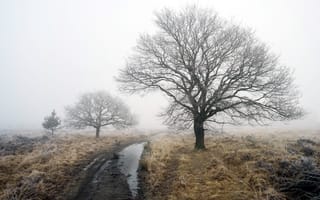 Обои весна, дерево, дорога, туман