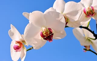 Картинка орхидеи, ветка, экзотика