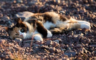 Картинка кот, лежит, кошак, котяра, камушки