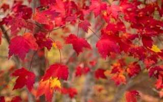 Картинка листья, природа, осень