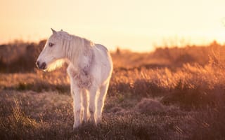 Картинка свет, конь, природа