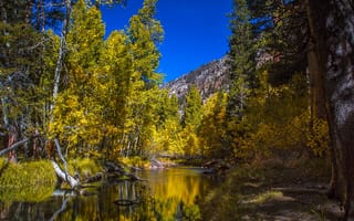 Картинка США, деревья, осень, горы, лес, Колорадо, река, Аспен